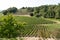 Wine of hill village Saint Emilion Bordeaux vineyards in France