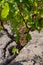Wine industry on Cyprus island, bunches of ripe white grapes hanging on Cypriot vineyards located on south slopes of Troodos