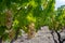 Wine industry on Cyprus island, view on Cypriot vineyards with growing grape plants on south slopes of Troodos mountain range