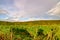 Wine landscape near Cochem and Leiwen on the Moselle