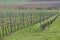 Wine landscape with vineyards in Moravia, Czech Republic.