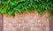 Wine leaves draped over a bright mediterran stone wall