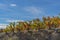 Wine plants in autumn colors at the vineyards in Priorat, Tarragona, Catalonia