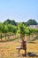 Wine press on a vineyard in Loddin. Usedom Island on the Baltic Sea