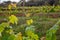 Wine producing, vine fields. Close-up vine leaves.