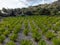 Wine production on Cyprus, rows of grape plants on vineyards with ripe white wine grapes ready for harvest