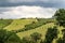 Wine production with ripe grapes before harvest in an old vineyard with winery in the tuscany wine growing area near Montepulciano