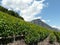 Wine ranks of switzerland saillon