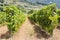 Wine ranks in Tuscany