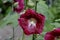 Wine red, dark red flower of the Hollyhock - Alcea rosea - in the summer