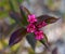 Wine and Roses Weigela branch with purple leaves and pink flowers. Selective focus