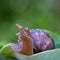 Wine snail creeping on a tree.