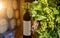 Wine tasting in an old wine cellar with wooden wine barrels in a winery, Red wine bottle and grapevine