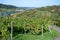 WIne tasting. Production of cremant sparkling wine in south part of Luxembourg country on bank of Moezel, also known as Mosel,