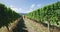 Wine tour - Excited Woman In Pink Dress Running Amidst Grapevines In Vineyard