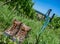 Wine Tourism-Pair of hiking shoes in the grass surrounded vineya