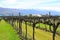Wine Trail Queenstown, New Zealand