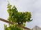 Wine vines opposite a blue sky