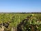 Wine vineyard Bordeaux panoramic view of grapes on vine