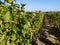 Wine vineyard Bordeaux panoramic view of grapes on vine