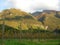 Wine vineyard panorama