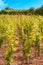 Wine vineyards of, Chablis, France and surrounding areas