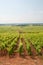 Wine vineyards of, Chablis and surrounding areas