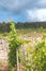 Wine vineyards of, Chablis and surrounding areas with stone wall and threatening clouds