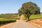 Wine Vineyards, Rows, Trellis, Road, Oak Tree and Sky