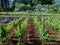 The wine vineyards of Stari Grad in Croatia