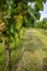 Wine Vineyards. Young wine bushes of grape plantation in Prague city, Czech republic