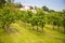 Wine Vineyards. Young wine bushes of grape plantation in Prague city, Czech republic