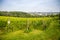 Wine Vineyards. Young wine bushes of grape plantation in Prague city, Czech republic