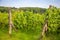 Wine Vineyards. Young wine bushes of grape plantation in Prague city, Czech republic