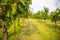 Wine Vineyards. Young wine bushes of grape plantation in Prague city, Czech republic