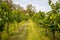 Wine Vineyards. Young wine bushes of grape plantation in Prague city, Czech republic