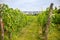 Wine Vineyards. Young wine bushes of grape plantation in Prague city, Czech republic