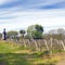 The wine walk, Uruguay