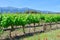 Wine yard farming field. Lines of growing leafy vines. viticulture in Somontano de Barbastro wine region, Huesca, Aragon, Spain