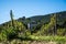 Wine yard overview Italy Tuscany