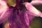 wineberry (Empetrum nigrum) purple flower