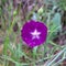 Winecup flower and its white star center during Texas spring wildflower season.