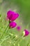 Winecup wildflowers (Callirhoe involucrata)