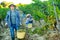 Winegrower carrying bucket with ripe grapes in vineyard