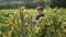 Winegrower checking grapevine vineyard. Man agriculturist touching grape leaves.