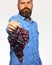 Winegrower with concerned face holds cluster of grapes