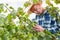 Winegrower examines vine with a magnifying glass