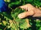 Winegrower examines a white aphid on the underside of a vine leaf