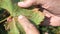 A winegrower examines a white aphid on the underside of a vine leaf. Yellowing leaves and ruined crop.