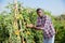 Winegrower harvesting grapes on vineyard